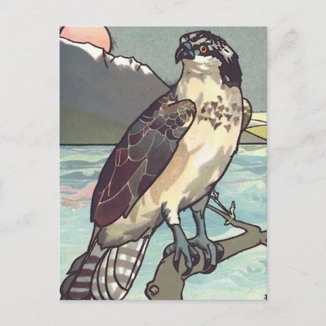 Cartão Postal Pinta Por Número Hawk (Frente)