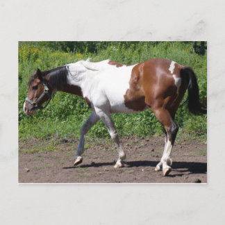 Cartão Postal Pinta pura