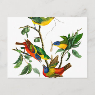 Cartão Postal Pintado Finch por John James Audubon