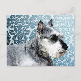 Cartão Postal Pintado - Miniatura Schnauzer