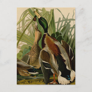 Cartão Postal Pintail Audubon Pintura de Pássaros