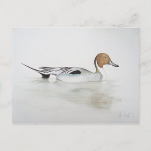 Cartão Postal Pintail Duck 2011
