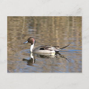 Cartão Postal Pintail Duck Natações Em Um Pond