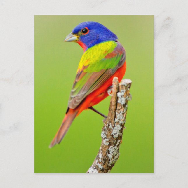 Cartão Postal Pintassilgo Azul (Passerina ciris) Macho Empoleira (Frente)