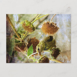 Cartão Postal Pintassilgo e Girassóis