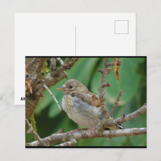 Cartão Postal Pintassilgo Jovem na Amendoeira