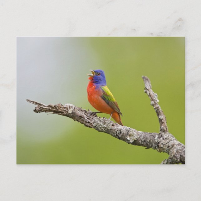 Cartão Postal Pintassilgo-pintado (Passerina ciris) macho cantan (Frente)