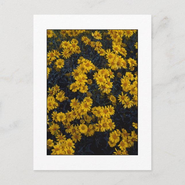 Cartão Postal "Pinte-me de Amarelo" (Frente)