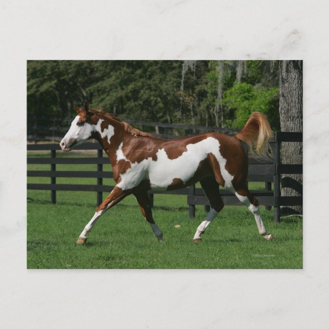 Cartão Postal Pinte o cavalo que funciona 1 (Frente)