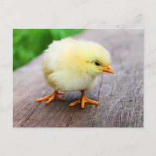 Cartão Postal Pintinho Bonito De Felpudo - Animais De Exploração