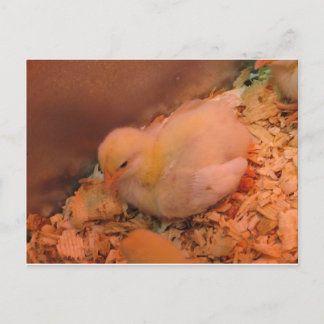 Cartão Postal Pintinho Contemplativo
