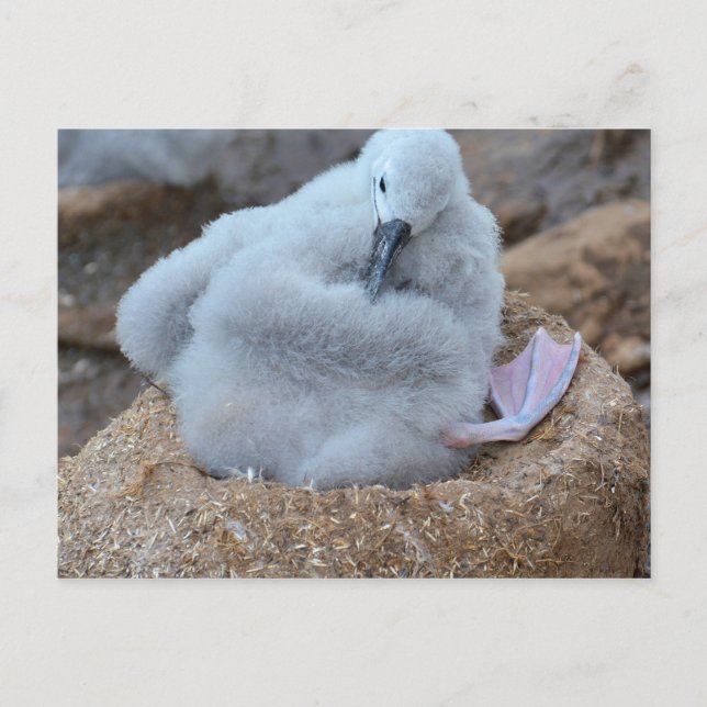 Cartão Postal Pintinho de albatroz (Frente)