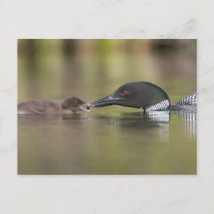 Cartão Postal Pintinho de Feeds de Adultos de Leão