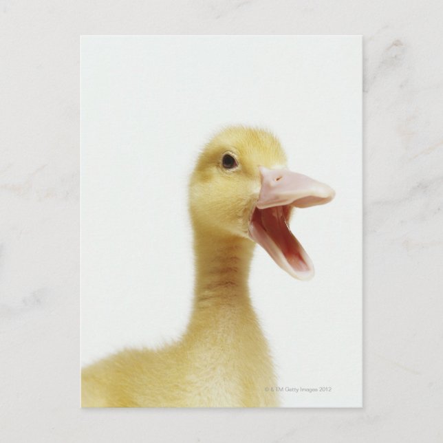 Cartão Postal Pintinho de pato de Pekin, com tiro na cabeça (Frente)