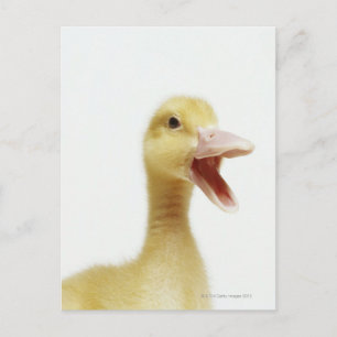 Cartão Postal Pintinho de pato de Pekin, com tiro na cabeça