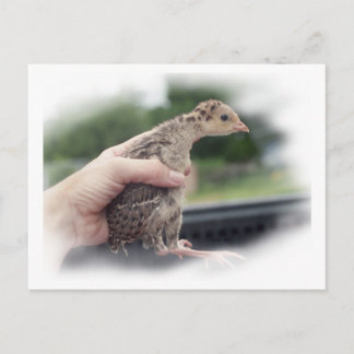 Cartão Postal Pintinho de peru bebê sendo mantido pela mão