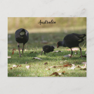 Cartão Postal Pintinho de Swamphen e Bebê Roxo Australiano