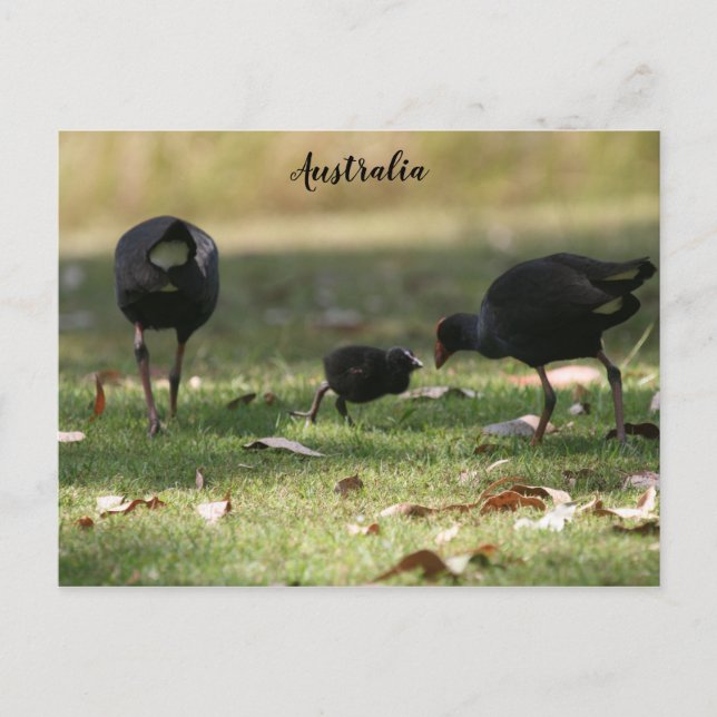 Cartão Postal Pintinho de Swamphen e Bebê Roxo Australiano (Frente)