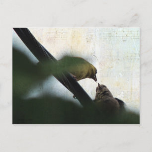 Cartão Postal Pintinho Goldfinch Feeds