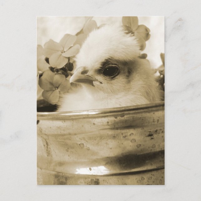 Cartão Postal Pintinho polonês na Sépia (Frente)