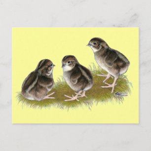 Cartão Postal Pintinhos Coturnix Quail
