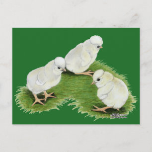 Cartão Postal Pintinhos de abertura poloneses