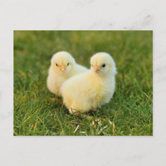 Cartão Postal Pintinhos De Bebês Felpudos Bonitos - Animais De C