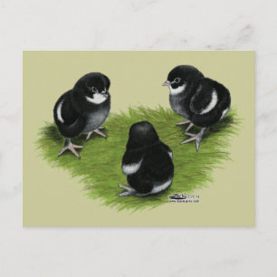 Cartão Postal Pintinhos de cobre preto marans