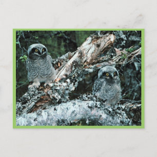 Cartão Postal Pintinhos de norte Hawk Owl