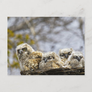 Cartão Postal Pintinhos De Quatro Corujas Excelentes (Bubo Virgi