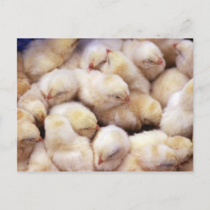 Cartão Postal pintinhos, ninhada de galinhas