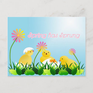 Cartão Postal Pintinhos Primavera