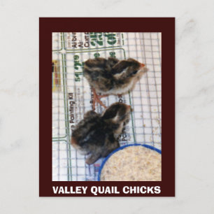 CARTÃO POSTAL PINTINHOS VALLEY QUAIL