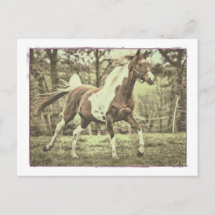 Cartão Postal Pinto árabe