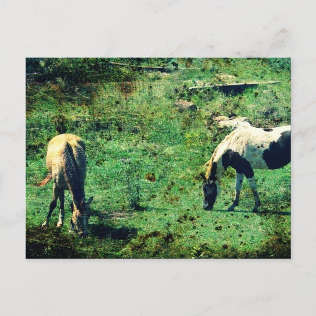 Cartão Postal Pinto-de-bico e Pinto (Frente)