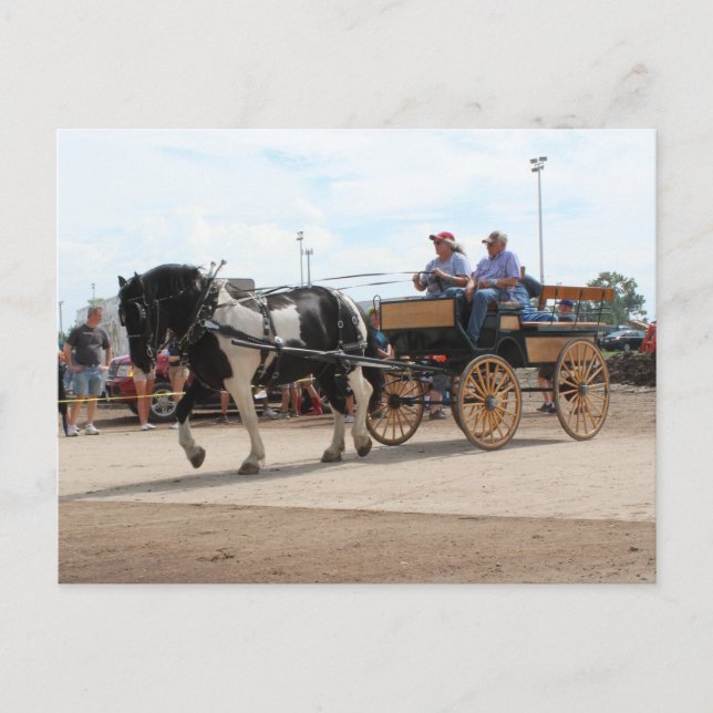 Cartão Postal Pinto Draft Horse 2018 Mt. Pleasant, Iowa (Frente)