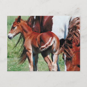 Cartão Postal Pinto Mare com Foal