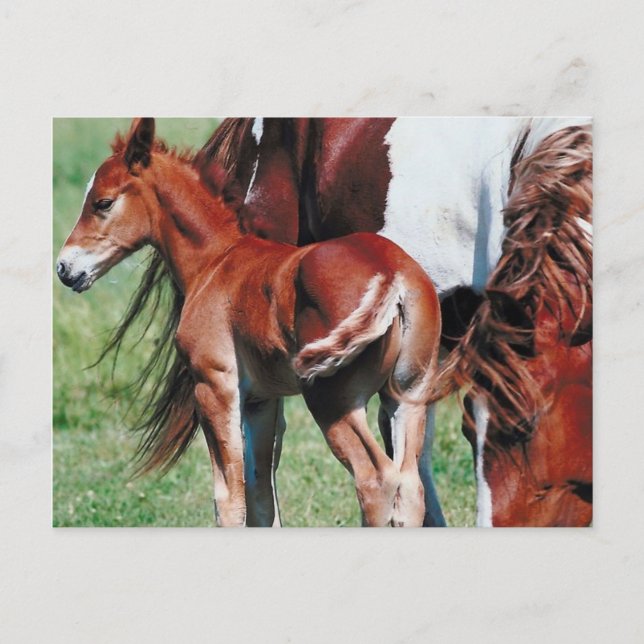 Cartão Postal Pinto Mare com Foal (Frente)