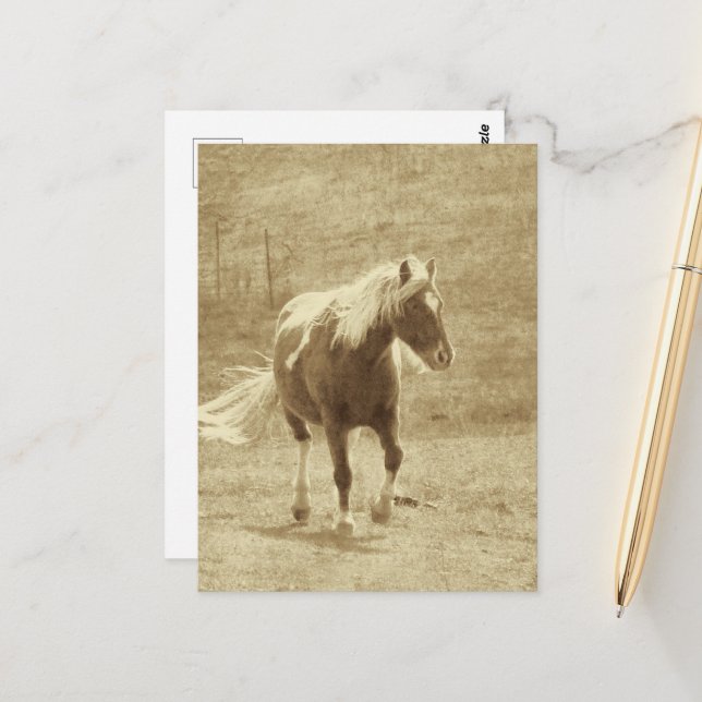 Cartão Postal Pinto Pony em Sepia (Frente/Verso In Situ)