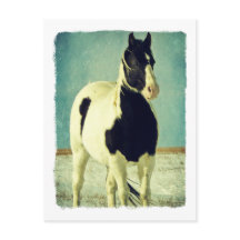 Pinto preto e branco