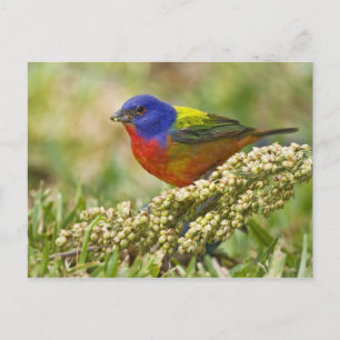 Cartão Postal Pintor-Colorido