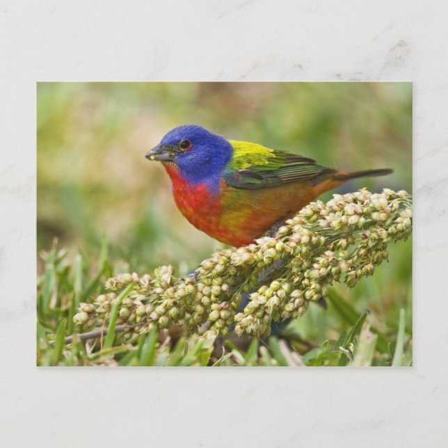 Cartão Postal Pintor-Colorido (Frente)