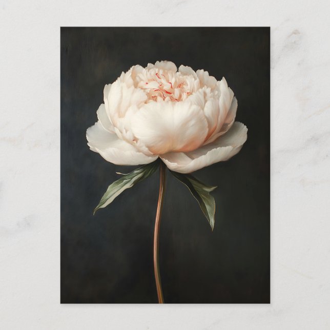 Cartão Postal Pintura Botânica de Peony Rosa-Rosa-Blush (Frente)