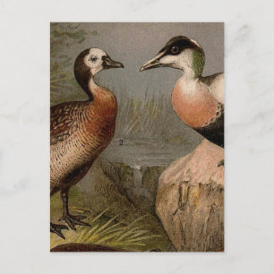 Cartão Postal Pintura colorida vintage de patos