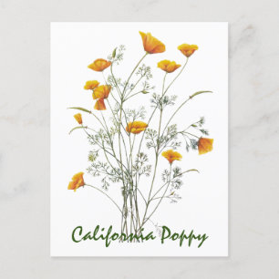 Cartão Postal Pintura de Aquarela Verde Amarela California Poppy