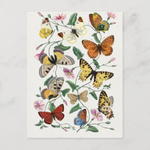 Cartão Postal Pintura de borboleta e mariposa por Paul Gervais