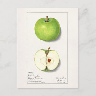 Cartão Postal Pintura de Fruta de Maçãs Verdes (Malus Domestica)