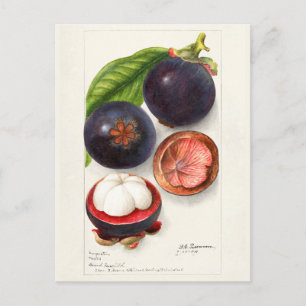 Cartão Postal Pintura de Fruta Mangosteens (Garcinia Mangostana)