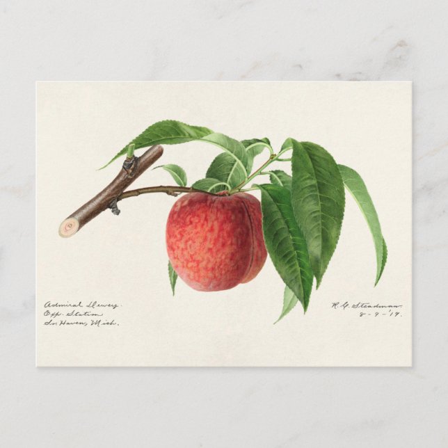 Cartão Postal Pintura de Fruta (Prunus Persica) (Frente)