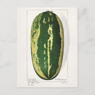 Cartão Postal Pintura de Frutas de melancia (Citrullus Lanatus)